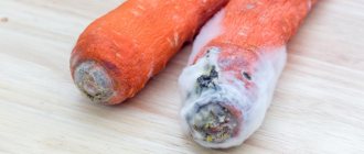 White rot of carrots