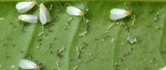 Whiteflies can be exterminated without chemicals