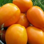'Богатый урожай, изумительный вкус и яркий цвет - томат "Кенигсберг золотой