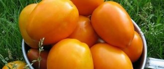 &#39;A rich harvest, amazing taste and bright color - the Koenigsberg golden tomato