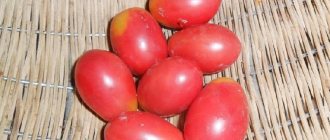 'Богатый урожай маленьких сливовидных помидорок с каждого куста - томат "Розовый изюм