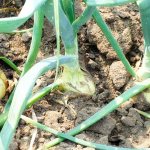 болезни и вредители лука - луковая грядка на огороде