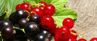 How to feed currants in the fall to get a rich harvest?