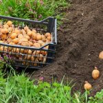 Чем удобрить землю осенью под картофель