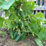 How to fertilize the soil in the fall for cucumbers