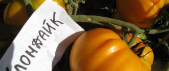'Чемпион по содержанию бета-каротина: томат "Клондайк", рекомендованный для диетического питания' width="800
