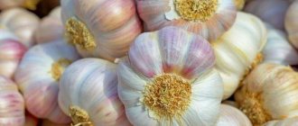 garlic lyubasha
