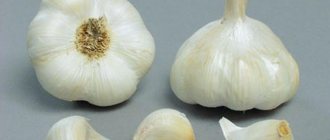 garlic messidor