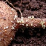 What is potato nematode and how to fight it