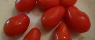 Длинноплодные помидоры