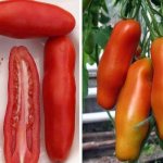Длинноплодные томаты