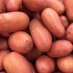 Достоинства и недостатки картофеля Розара