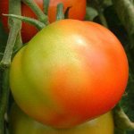 Дозревание помидоров в домашних условиях