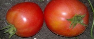два помидора