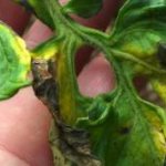 Phytophthora of tomatoes: effective control measures