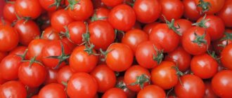 Photo of tomato fruits