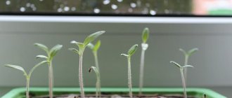 Photos of tomato seedlings