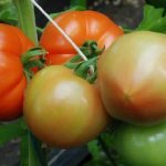 'Гибридный томат "Берберана": преимущества и недостатки вида, пошаговая методика его выращивания' width="800
