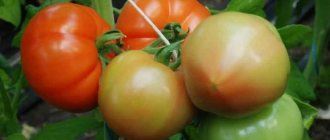 &#39;Hybrid tomato &quot;Berberana&quot;: advantages and disadvantages of the species, step-by-step methods for growing it&#39; width=&quot;800