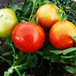 Главное достоинство штамбовых сортов томатов - их раннеспелость