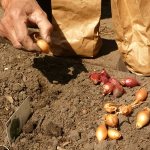 The main secrets of planting onion sets before winter: how and when to plant correctly