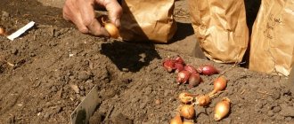 Главные секреты посадки лука-севка под зиму: как и когда правильно сажать
