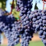 bunches of carmenere