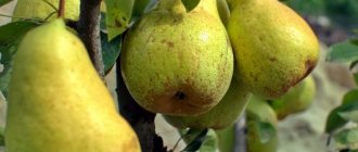 Characteristics of the Kieffer pear variety