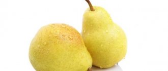 Characteristics of the Svetlyanka pear variety