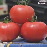 Characteristics and description of the Pink Claire tomato variety and its yield