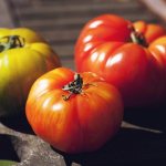 Характеристика и описание Юсуповских помидор