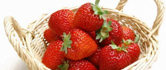 Characteristics and yield indicators depend on the varietal characteristics of strawberries