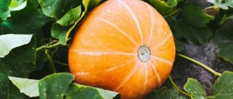 Characteristics and rules for growing Russian pumpkin