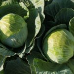 Characteristics of cabbage variety Bronco f1