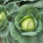 Characteristics of Krautkaiser cabbage variety