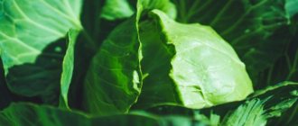 Characteristics of cabbage variety Parel f1