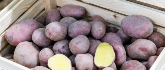 Characteristics of potatoes of the Cornflower variety