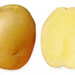Характеристика клубня картофеля сорта Брянский деликатес