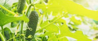 Characteristics of cucumbers of the Anzor variety