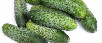 Characteristics of the cucumber variety Furor
