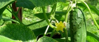 Characteristics of the cucumber variety Metelitsa