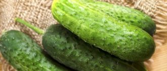 Characteristics of the cucumber variety Tumi