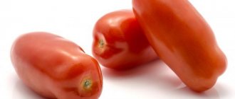 Характеристика сорта томатов Сибирский сюрприз