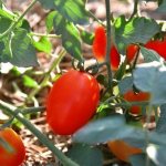 Characteristics of tomato De Barao Tsarsky