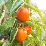 Characteristics of tomato variety Goose Egg