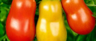 Characteristics of Japanese varieties of tomatoes