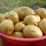 Характеристики сорта картофеля Гала