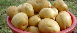 Characteristics of the Gala potato variety
