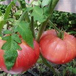 'Идеальный на вид и на вкус томат "Ранняя любовь": выращиваем правильно и ставим рекорды урожайности' width="800