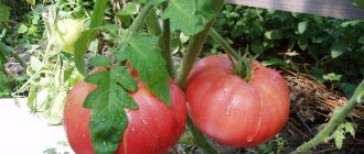 'Идеальный на вид и на вкус томат "Ранняя любовь": выращиваем правильно и ставим рекорды урожайности' width="800
